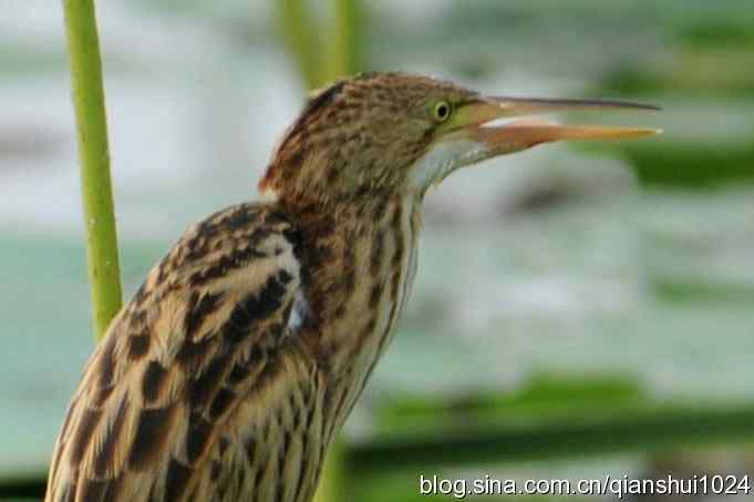 鸟儿快乐.人更快乐(沙河.奥体公园)