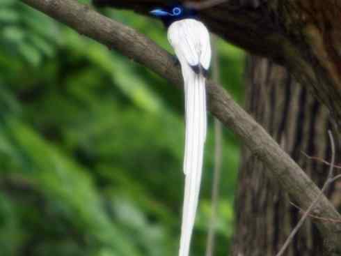 雀鸟也彪悍：霓裳飘舞（绶带）