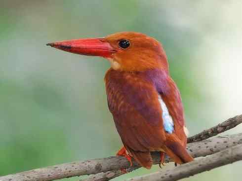 绝色攀禽：佛法僧目