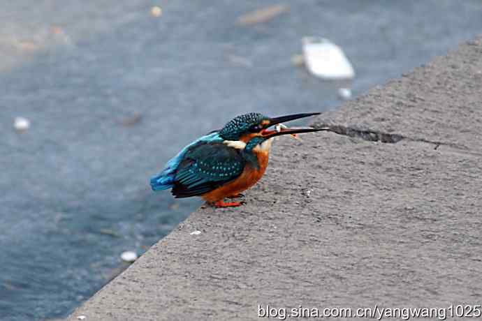 数九寒天我拍到了翠鸟