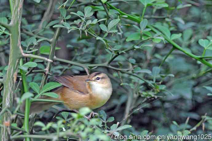 黑眉苇莺 黑眉苇莺