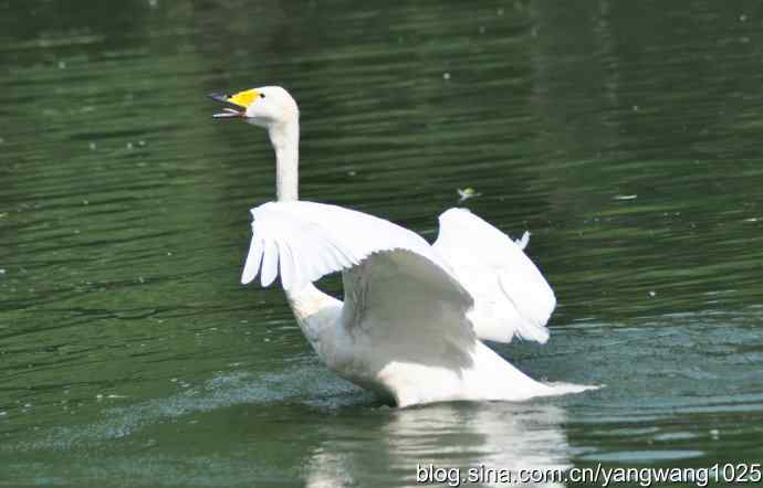 舞（天鹅之舞）