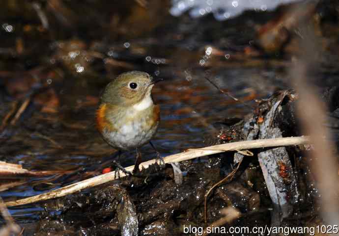 雌性红胁蓝尾鸲(31) 雌性红胁蓝尾鸲(31)