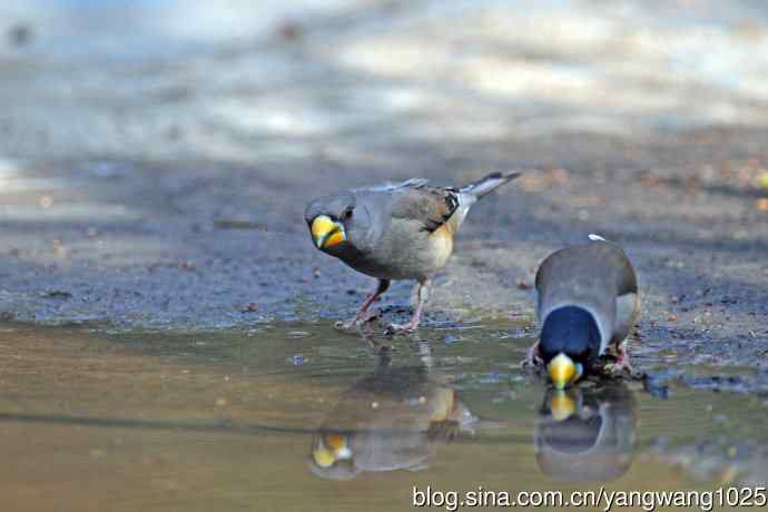 饮水的黑尾蜡嘴雀（1）