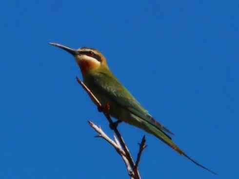 绝色攀禽:佛法僧目之蜂虎 绝色攀禽:佛法僧目之蜂虎