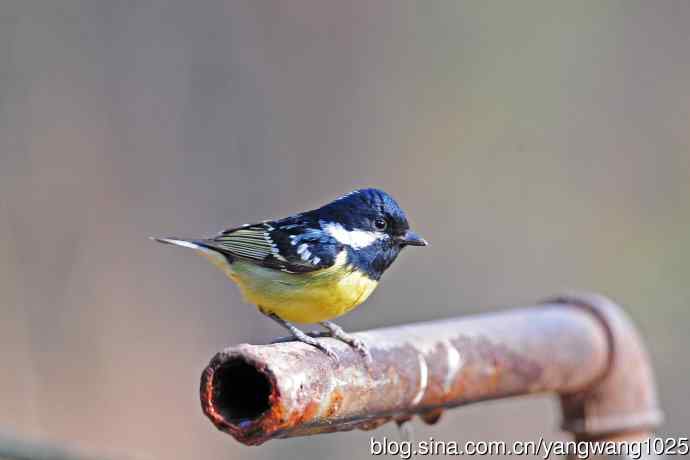 黄腹山雀（15）