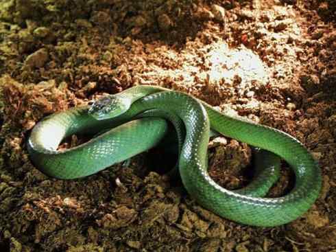 龙:传说的兽原型探秘(树蛇类) 龙:传说的兽原型探秘(树蛇类)