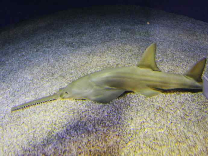 鱼类活化石:锯鳐 鱼类活化石:锯鳐