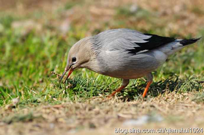 新拍小丝光椋鸟(天坛)