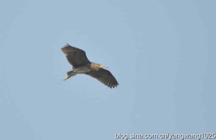 飞(夜鹭) wbr6 飞(夜鹭) wbr6