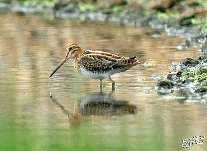 北京沙河&nbsp;wbr路&nbsp;wbr黑翅长脚鹬和扇尾沙锥