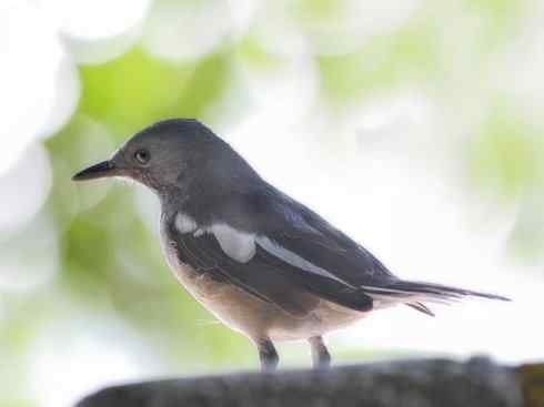 雀鸟也彪悍：谁怕谁（鹊鸲）
