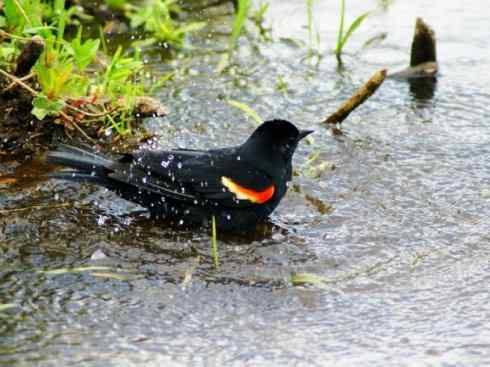 雀鸟也彪悍:小鸟也疯狂(红翅黑鹂) 雀鸟也彪悍:小鸟也疯狂(红翅黑鹂——拟鹂科的战斗种族)