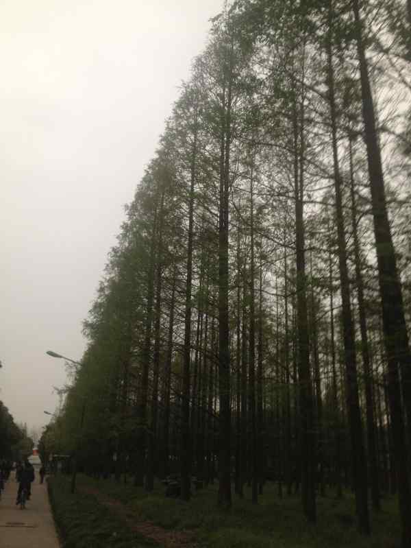 上海交通大学校园捣毁鸟窝事件真相