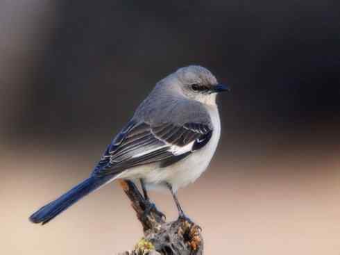 雀鸟也彪悍：别惹我（小嘲鸫）