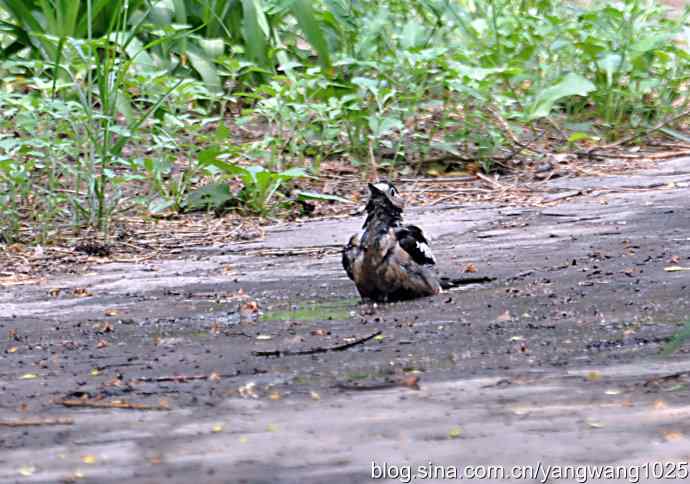 您见过啄木鸟洗澡吗？（记录版）