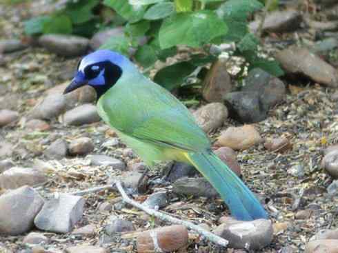 美丽无罪：雀鸟之蓝鸦