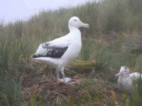 鸟类之最：漂泊信天翁