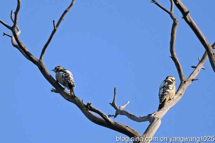 星头啄木鸟(亚种) 星头啄木鸟(亚种)