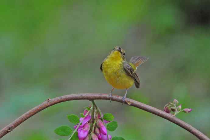 雌性绿背姬鶲(12) 雌性绿背姬鶲(12)