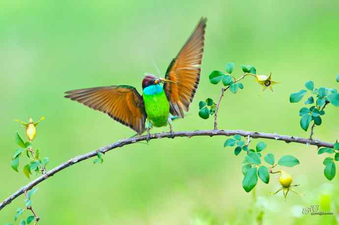 蓝喉蜂虎繁育季