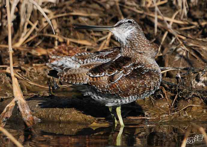 白河峡谷 wbr路 wbr孤沙锥(沐浴梳羽版) 白河峡谷 wbr路 wbr孤沙锥(沐浴梳羽版)