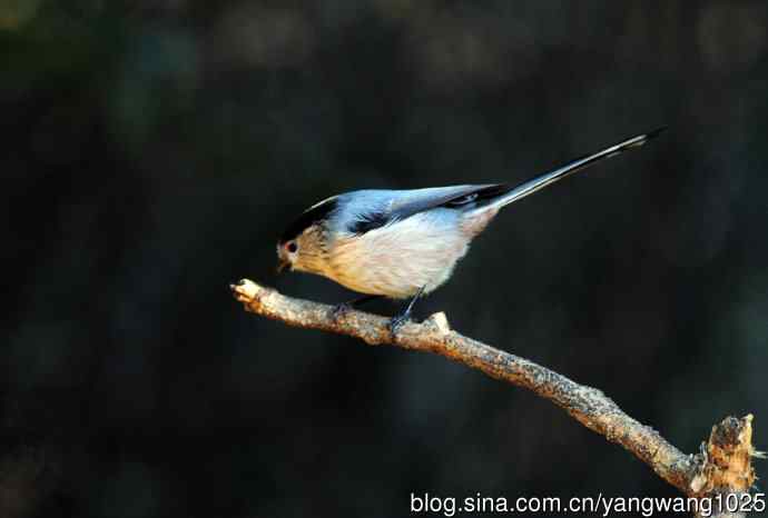 银喉长尾山雀(3) 银喉长尾山雀(3)