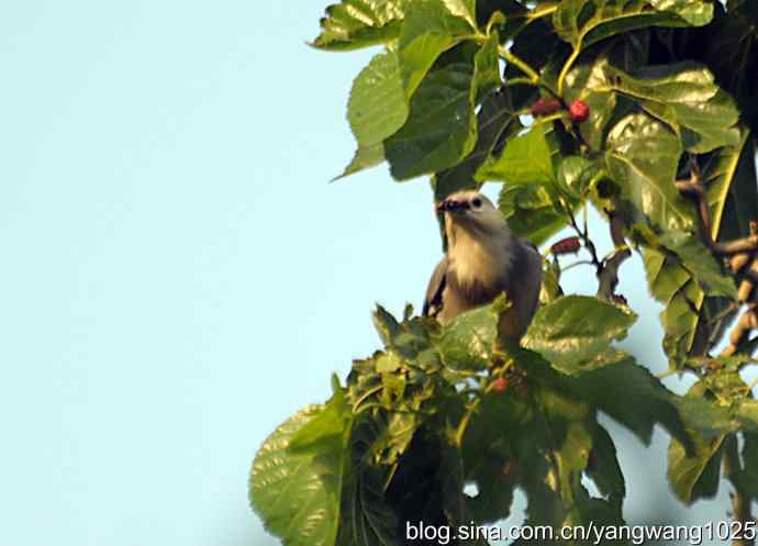 桑树上的北椋鸟、丝光椋鸟