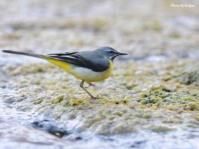 房山十渡(灰鹡鸰)