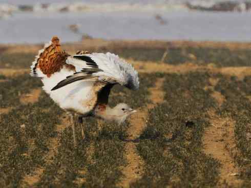 鸟类之最：大鸨