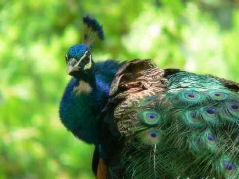 凤凰：传说中的鸟原型探秘（孔雀）