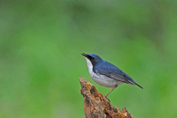 雄性蓝歌鸲（11）