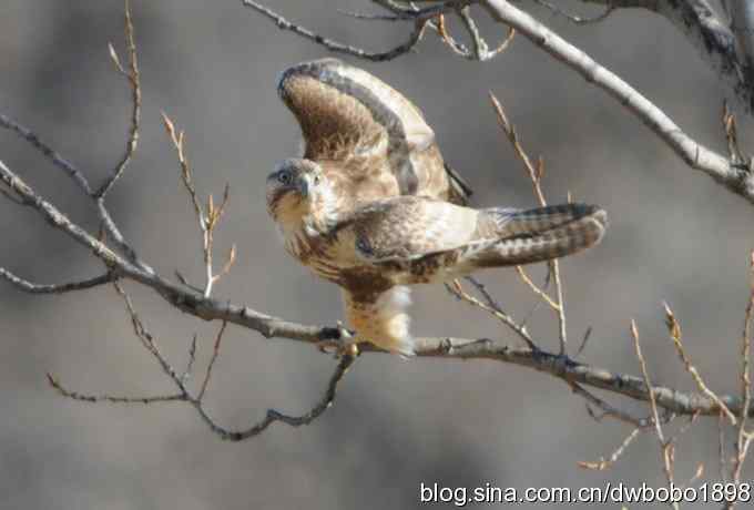 白河峡谷：鹮嘴儿小猫拍不够