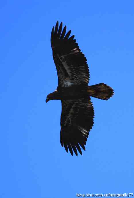 美国鸟类摄影——白头海雕亚成鸟