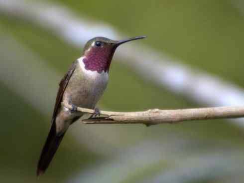 鸟类之最:角蜂鸟 鸟类之最:角蜂鸟