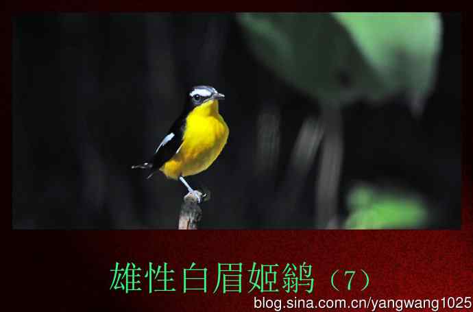 雄性白眉姬鹟（7）