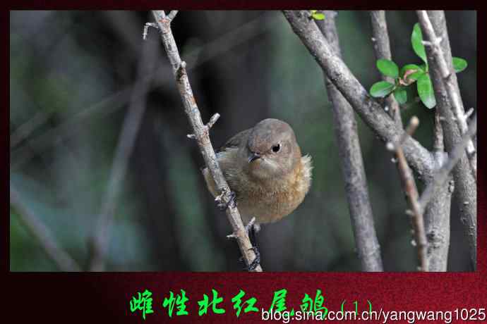 雌性北红尾鸲（1）