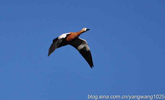 飞 wbr(赤麻鸭) wbr1 飞 wbr(赤麻鸭) wbr1