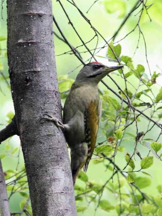 婺源观鸟行之石门黄喉噪鹛篇
