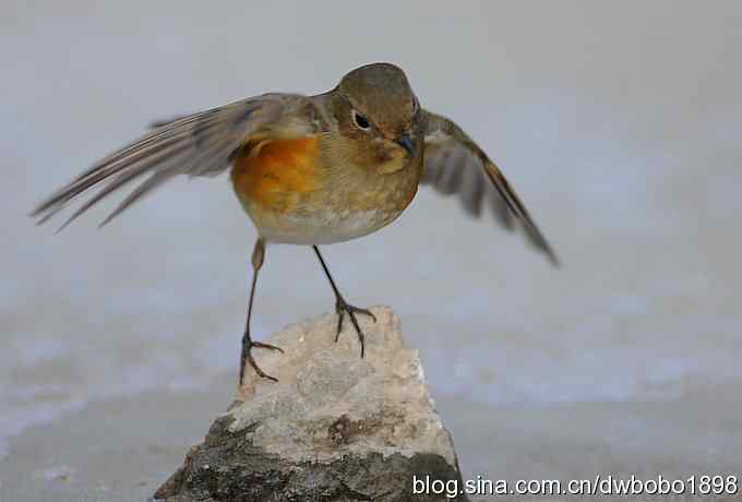 这个红红很有趣儿