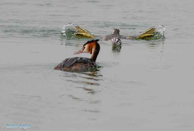 颐和园的凤头