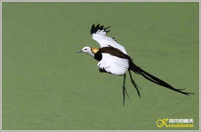 再拍水雉【照片】