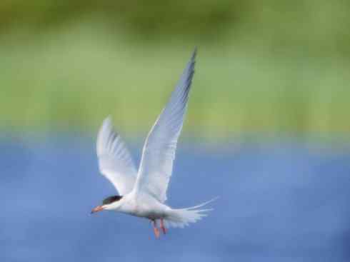 自然奇观：动物大迁徙(燕鸥类)