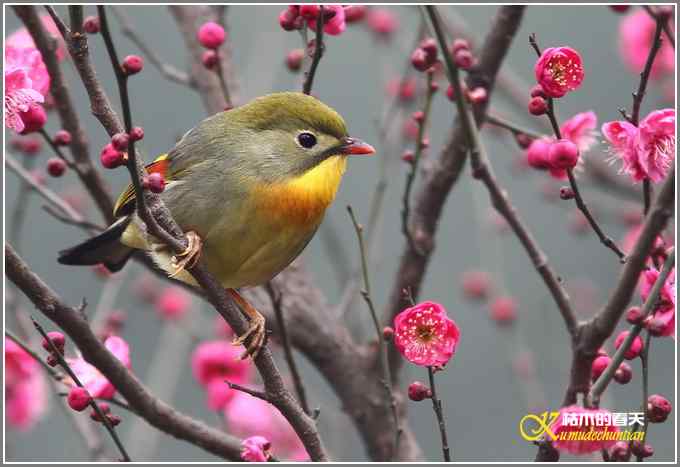 相思鸟与红梅花儿【照片】
