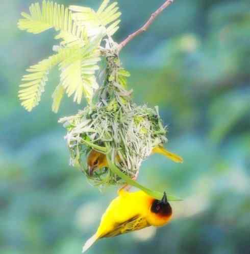 家禽驯化之源之二十四