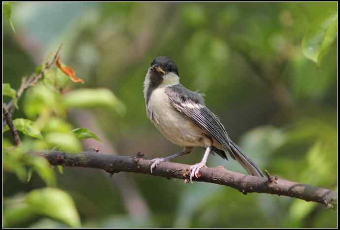 大山雀有儿初长成