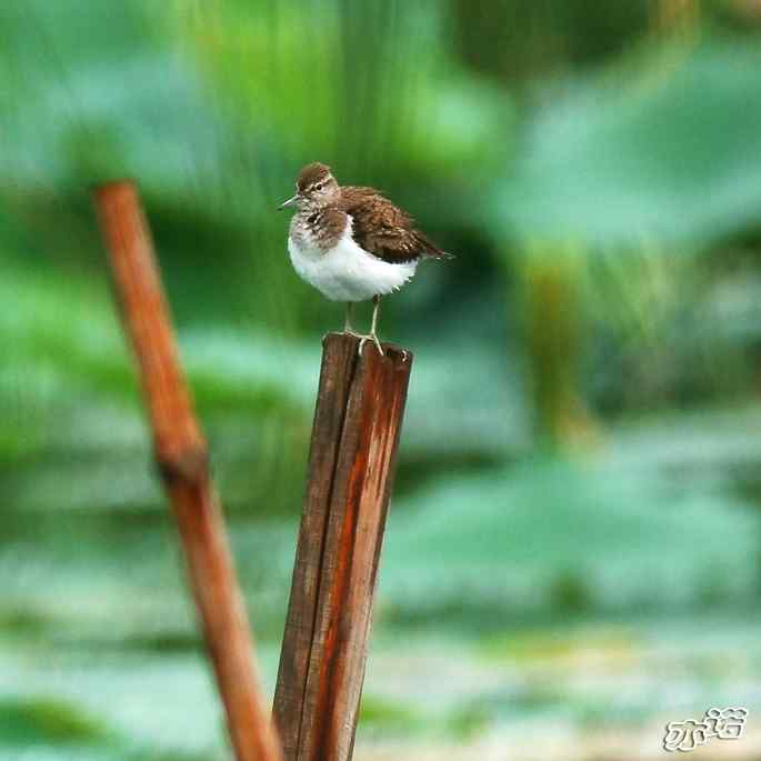 圆明园&nbsp;wbr路&nbsp;wbr白腰草鹬和矶鹬