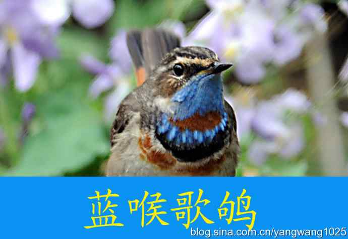 蓝喉歌鸲 wbr1