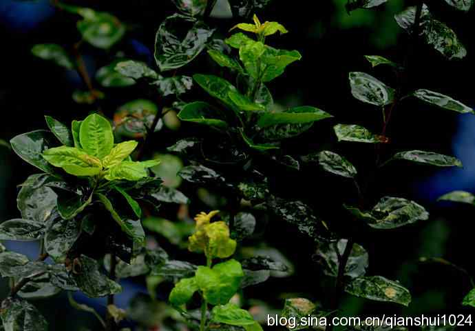 两只黑尾鸥(水禽湖)