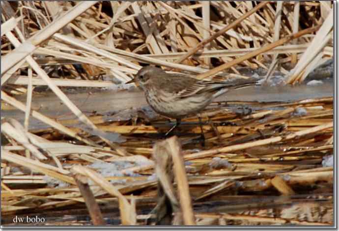 野鸭湖猛禽-红隼、短耳鸮、毛脚鵟 野鸭湖猛禽-红隼、短耳鸮、毛脚鵟